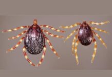 Клещи-бегуны подбираются все ближе