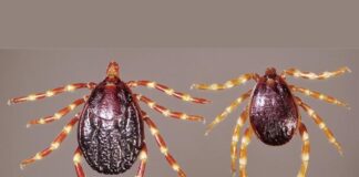 Клещи-бегуны подбираются все ближе