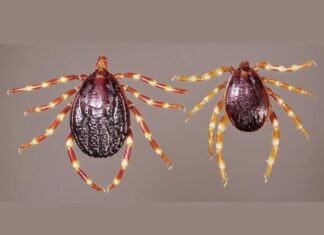 Клещи-бегуны подбираются все ближе