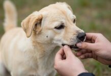 Даже один клещ может стать убийцей собаки