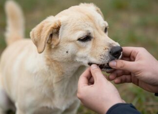 Даже один клещ может стать убийцей собаки