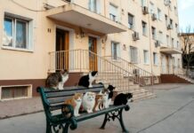 Подвалы МКД закроют для кошек