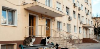 Подвалы МКД закроют для кошек