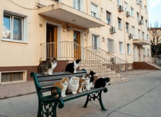 Подвалы МКД закроют для кошек