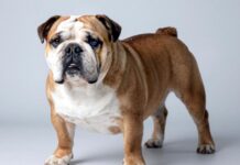 Бульдоги прекрасны!