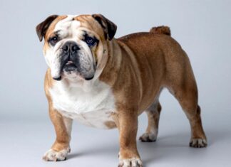 Бульдоги прекрасны!