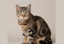 Самые популярные коты — полосатые