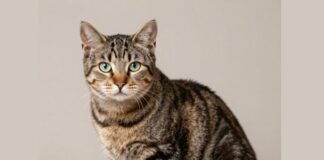 Самые популярные коты — полосатые