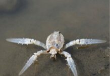 Морские обезьяны — существа, побывавшие в космосе