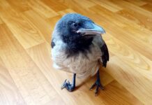 Как у меня появился новый жилец