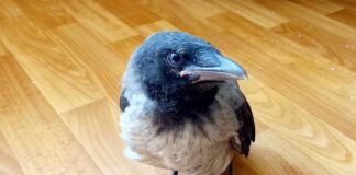 Как у меня появился новый жилец
