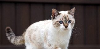 Всегда ли кошка приземляется на лапы?