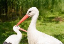 Птица счастья завтрашнего дня