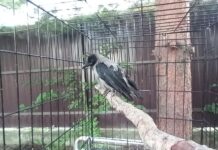 Почему ручная ворона стала щипаться