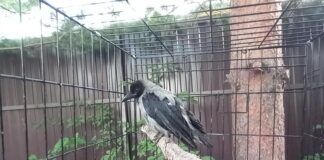 Почему ручная ворона стала щипаться