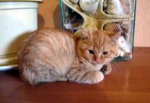 У бездомных кошек есть свой день в календаре