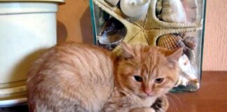 У бездомных кошек есть свой день в календаре