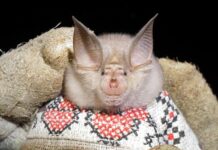 Мышонок, который стал сенсацией