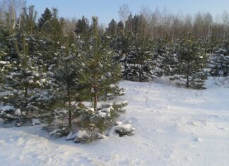 В 2023 году пензенцы 272 раза нарушили природоохранное законодательство