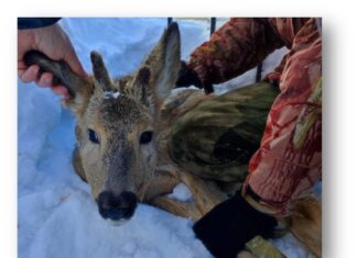 Косуля забрела на территорию Кузнецкого районного суда