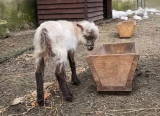 В пензенском зоопарке родился мини-барашек