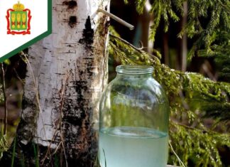 Пензенцам напомнили о правилах сбора березового сока