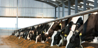 В селах Пензенской области выявили очаги бешенства