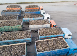 В Пензенской области переработали 2,4 миллиона тонн сахарной свеклы