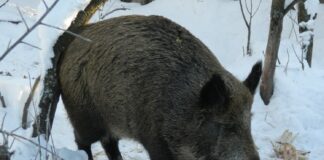 В Пензенской области закрылся сезон охоты на кабана и пушных животных