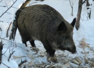 В Пензенской области закрылся сезон охоты на кабана и пушных животных