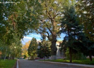 Самый крупный дуб в Пензе может стать главным деревом страны