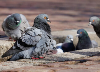 Любовь и голуби: почему не стоит кормить сизарей