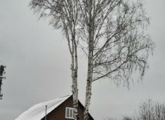 В Пензе прокуратура посодействовала вырубке аварийного дерева у дома инвалида