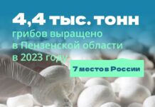 Пензенская область заняла 7 место в России по производству грибов