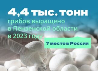 Пензенская область заняла 7 место в России по производству грибов