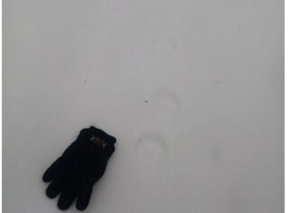 На границе Сердобского и Бековского районов нашли следы рыси