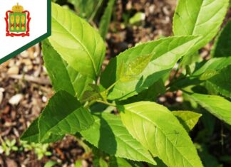 В Пензенской области почти на трех гектарах земли высадили ясень