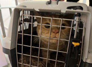 Пензенцам рассказали о новых правилах перевозки животных в поездах