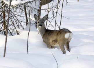 В Мокшанском районе браконьеры убили семь косуль и двух кабанов