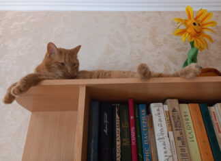 Почему кошки любят сидеть на высоте