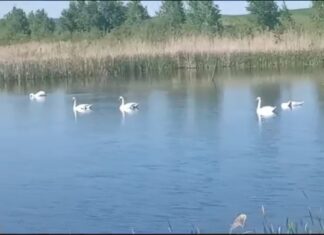 На озеро в Пензенской области прилетели лебеди