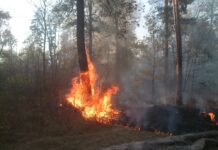 В лесу Пензенского района потушили очередной пожар