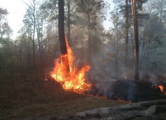 В лесу Пензенского района потушили очередной пожар