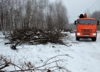 В Пензенской области незаконно вырубили деревья для установки ЛЭП