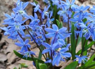 В пензенском парке Белинского обнаружили краснокнижное растение