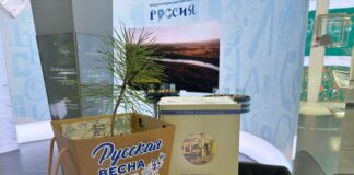 В Пензе высадят саженец вечнозеленой Крымской сосны