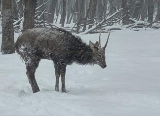 В Колышлейском районе спасли пятнистого оленя от стаи собак