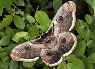 Разыскивается… бабочка!