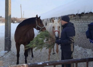 С 15 января в Пензе стартует акция по утилизации новогодних деревьев