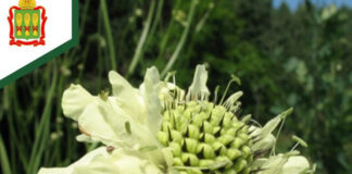 В Пензенской области увеличат площадь охраняемых природных территорий
